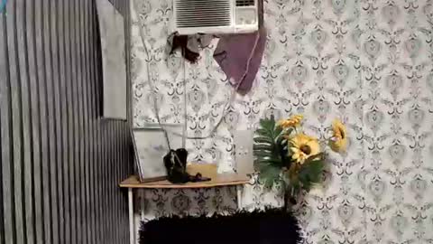 JOY online show from 10, 9, 2025