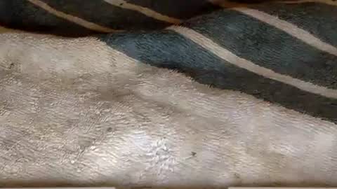 rimachaka online show from 27, 12, 2024