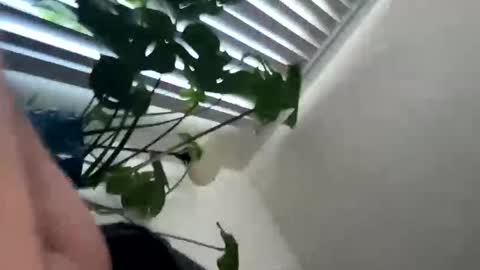 rula___1 online show from 4, 2, 2026