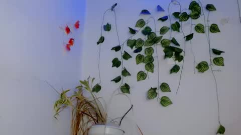 SABRI online show from 4, 4, 2026