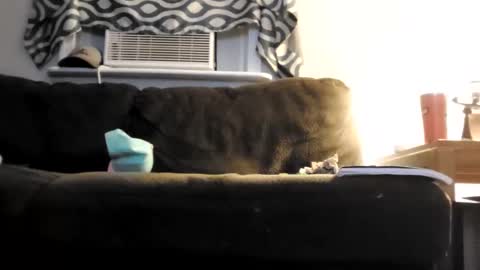 Snapshot of sayhi2mylilguy chatting on 25, 2, 2025 sayhi2mylilguy online show from 25, 2, 2025