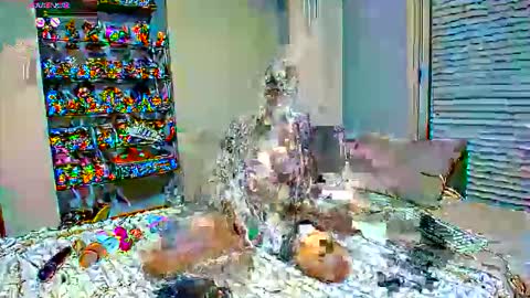 Sexapoly online show from 17, 3, 2026