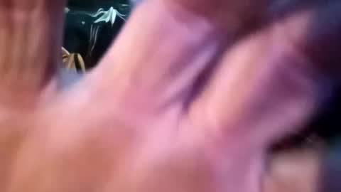 Snapshot of sharoc666 chatting on 25, 2, 2025 Shamroc online show from 25, 2, 2025