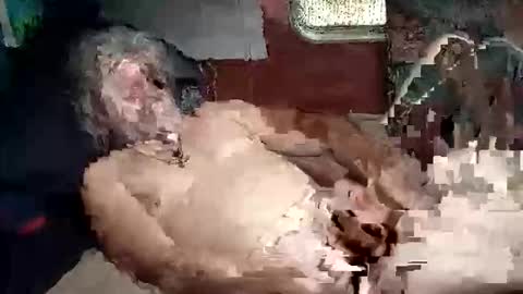 Snapshot of sharoc666 chatting on 5, 3, 2026 Shamroc online show from 5, 3, 2026