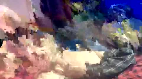 Snapshot of sharoc666 chatting on 22, 3, 2026 Shamroc online show from 22, 3, 2026