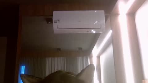 skinnykittencam online show from 7, 7, 2026