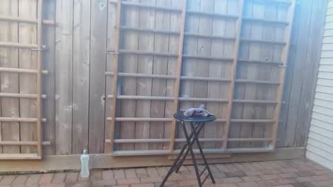 srtxshow online show from 19, 12, 2024