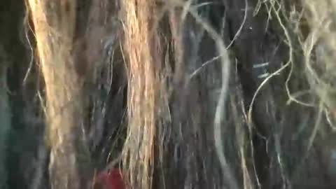 starjewelsxo12 online show from 6, 3, 2026