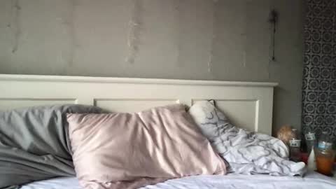 stelladams online show from 4, 3, 2026