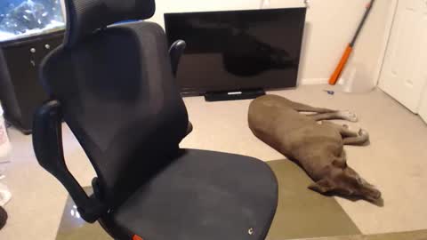 do i have lil tits or pecs online show from 15, 10, 2025