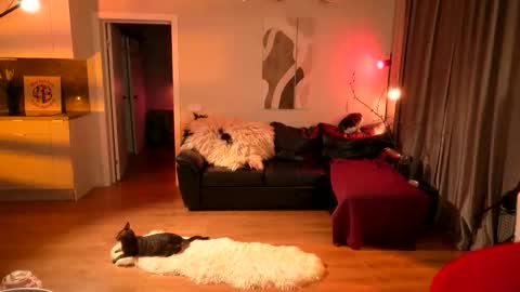 Lika ginger  Jessy blond   online show from 16, 4, 2026