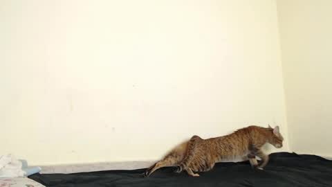 Fernanda independent model online show from 17, 4, 2026