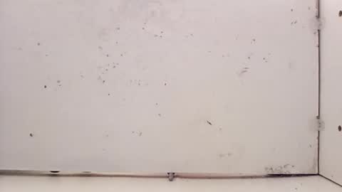 tall6feet7inch online show from 27, 2, 2026