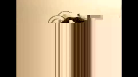 tastytexas24 online show from 9, 2, 2026