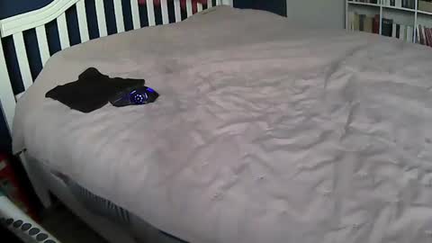 tigerek_i_m online show from 11, 2, 2025