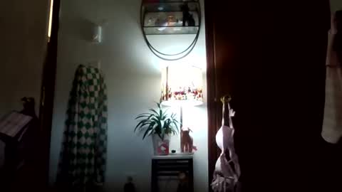 tigerlily online show from 7, 11, 2025