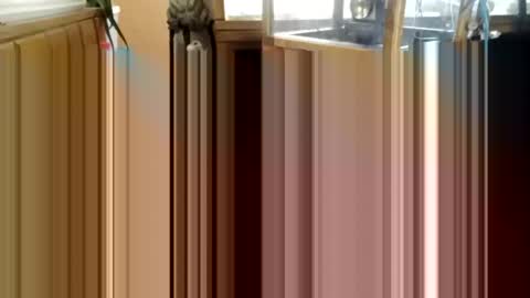 Snapshot of trypodman chatting on 25, 12, 2024 trypodman online show from 25, 12, 2024