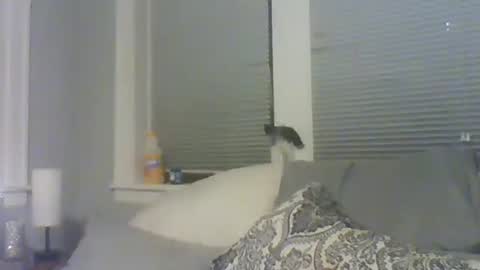 Amber White online show from 10, 2, 2026