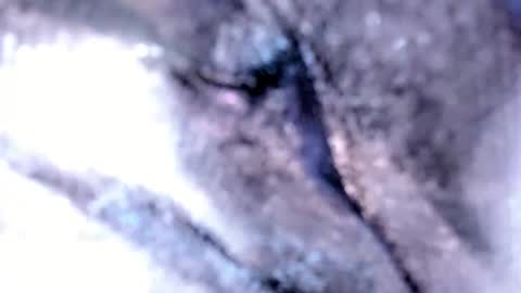   Stella Hanlon    - - online show from 12, 2, 2025