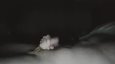 tucker 28 m online show from 23, 3, 2026