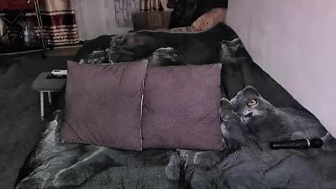 Snapshot of tviks chatting on 17, 1, 2026 Lana online show from 17, 1, 2026