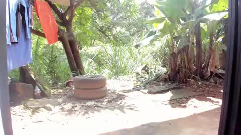 Snapshot of venusandzeus chatting on 26, 2, 2025 venus ... zeus sheer online show from 26, 2, 2025