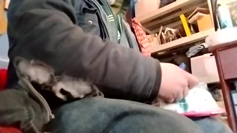 waffywaff77 online show from 12, 1, 2025