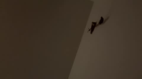 Snapshot of walter204 chatting on 9, 11, 2025 walter204 online show from 9, 11, 2025