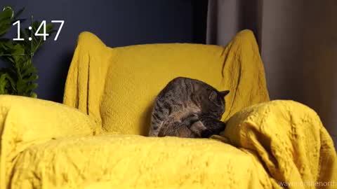 Snapshot of waynenorth chatting on 21, 9, 2025 waynenorth online show from 21, 9, 2025