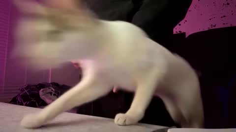 whatsinmystucco online show from 6, 1, 2026