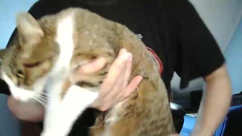 Snapshot of wickes71 chatting on 30, 12, 2024 Tommy online show from 30, 12, 2024