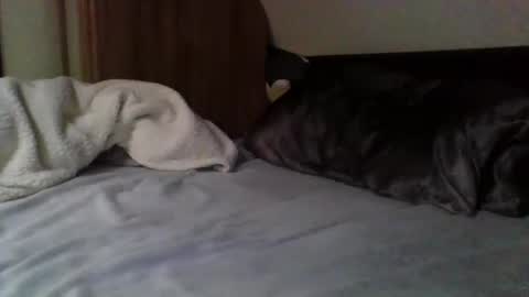 papa bear online show from 9, 2, 2025