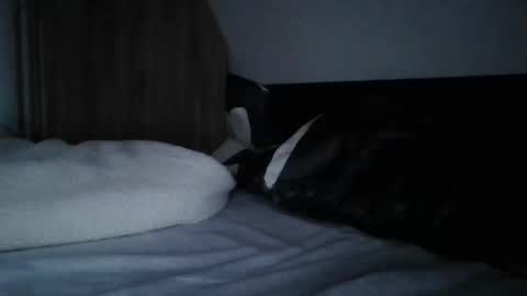 papa bear online show from 11, 2, 2025