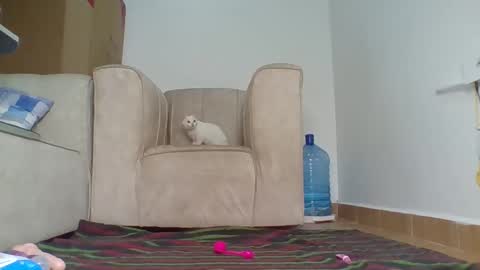 Barbie online show from 4, 10, 2025