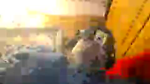 Z0RL0C online show from 1, 8, 2026