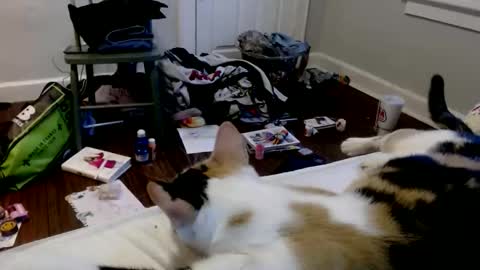 zaddyslilslutbucket online show from 16, 12, 2025