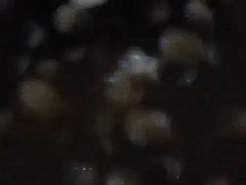 arabictsmariam online show from 11, 2, 2025