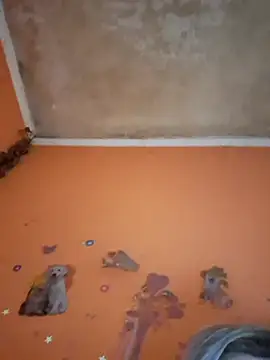 ducicsajsziii online show from 11, 2, 2026