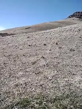 rockpimp online show from 9, 3, 2026