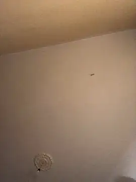 ClatteryPrexy online show from 16, 12, 2024