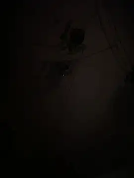 EnricoGio online show from 15, 1, 2026