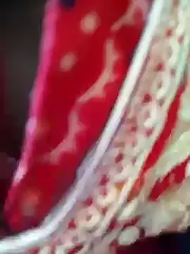 Snapshot of Bengoli--bhabhi chatting on 22, 2, 2025 Bengoli--bhabhi online show from 22, 2, 2025