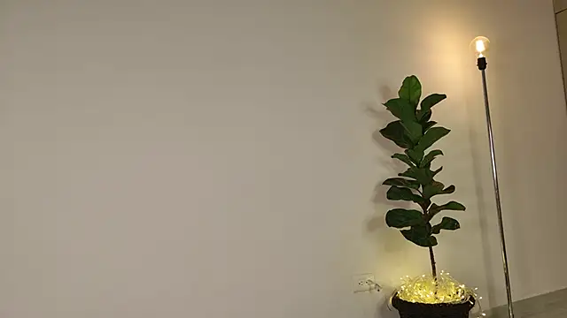 lady ni  online show from 17, 12, 2025