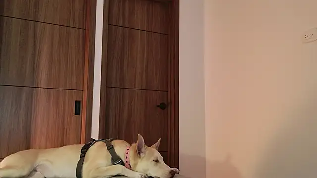 Hot Couple666 online show from 9, 9, 2025