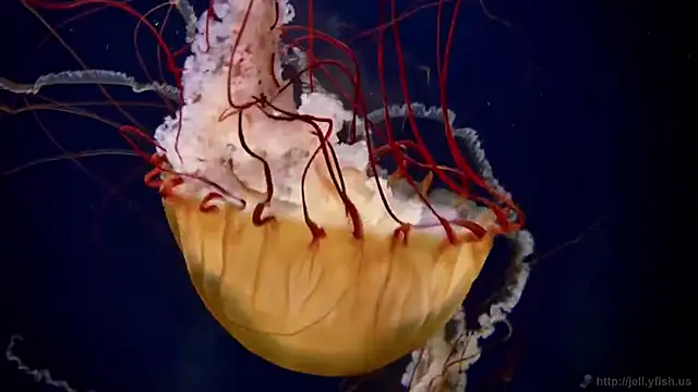 Snapshot of streamy_test11 chatting on 11, 11, 2025 streamy test11 online show from 11, 11, 2025