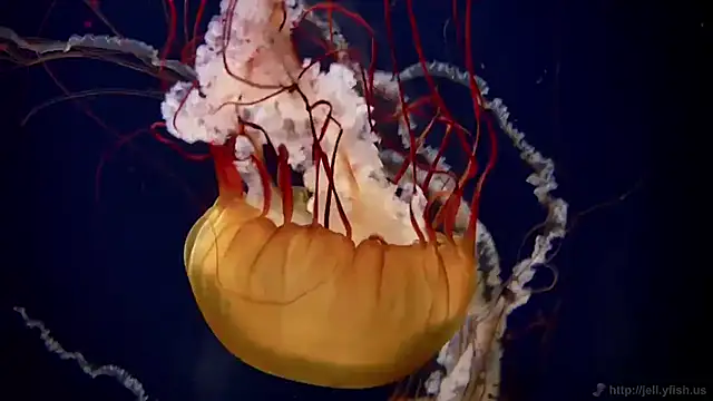 Snapshot of streamy_test11 chatting on 12, 11, 2025 streamy test11 online show from 12, 11, 2025