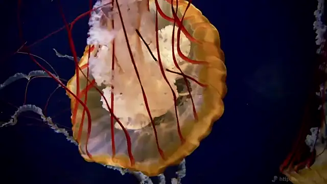 Snapshot of streamy_test11 chatting on 19, 11, 2025 streamy test11 online show from 19, 11, 2025