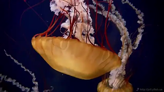 Snapshot of streamy_test11 chatting on 3, 12, 2025 streamy test11 online show from 3, 12, 2025