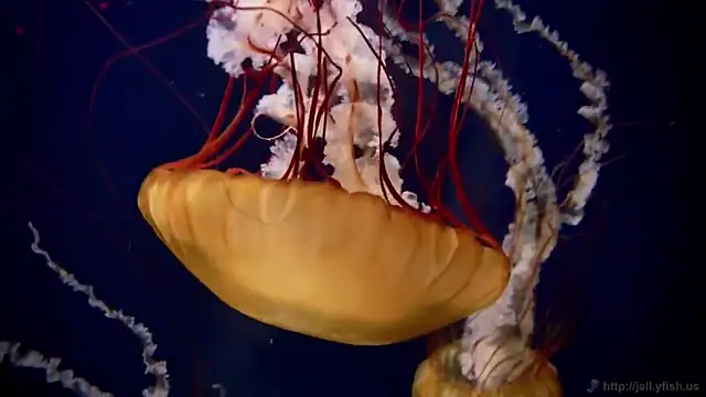 Snapshot of streamy_test11 chatting on 15, 12, 2025 streamy test11 online show from 15, 12, 2025