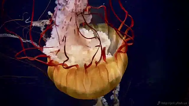 streamy test12 online show from 9, 12, 2024